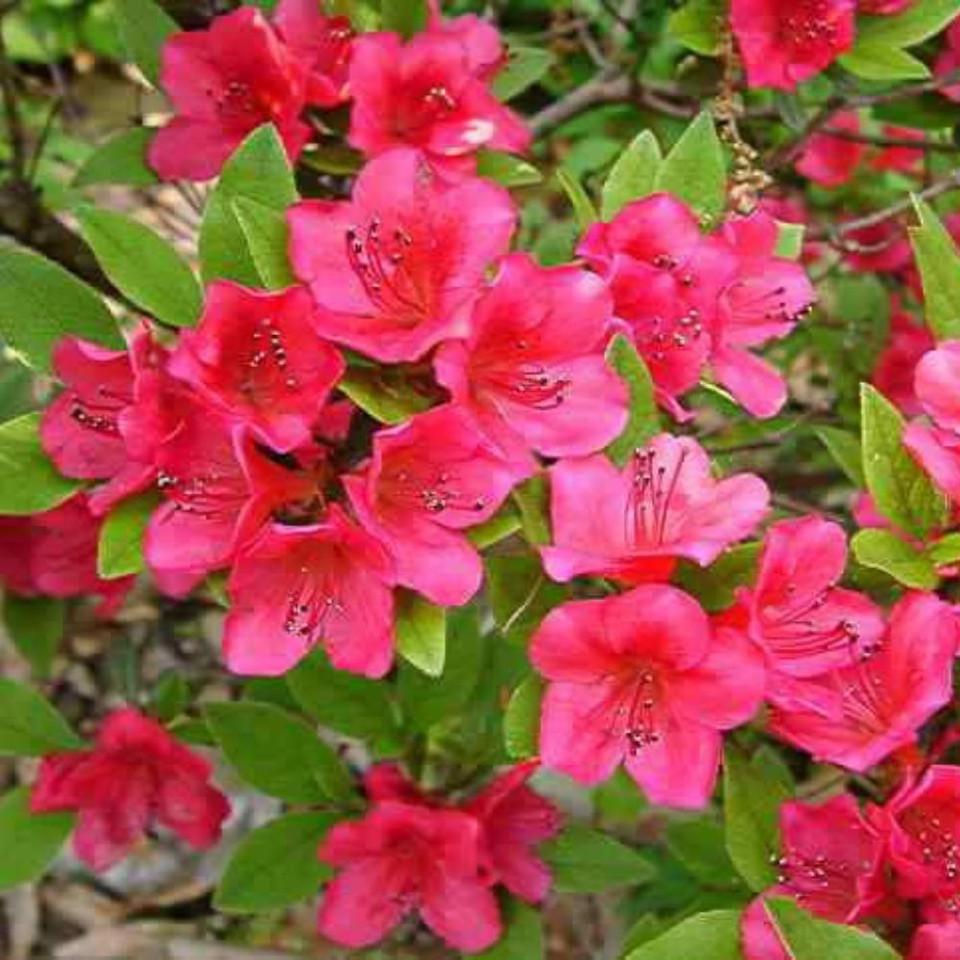 Azalea Bixby - View 6 from www redcrocus com