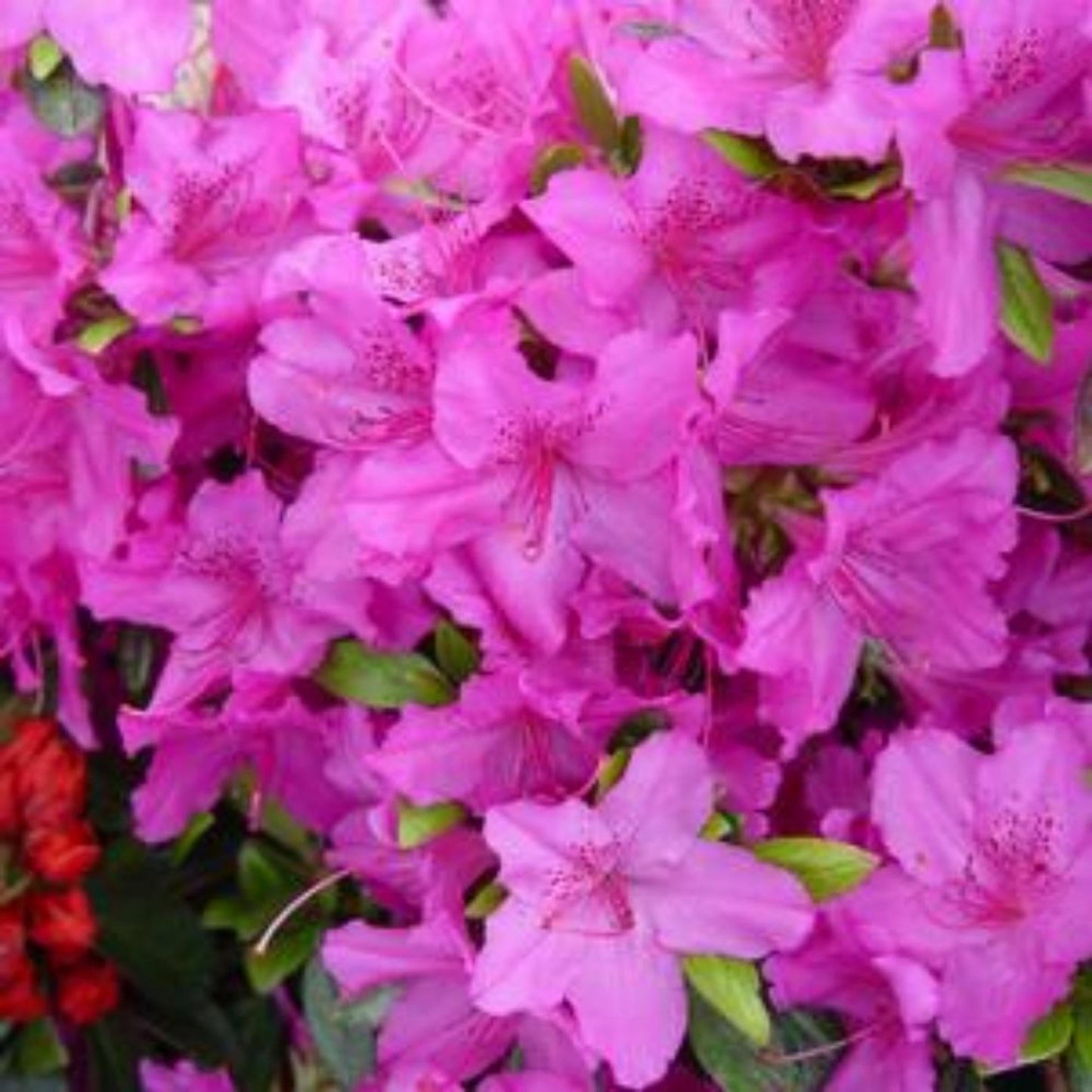 Azalea Bixby - View 7 from www redcrocus com