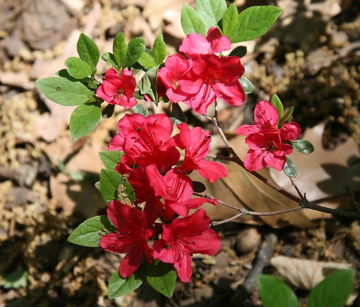 Azalea Bixby - View 8 from www redcrocus com