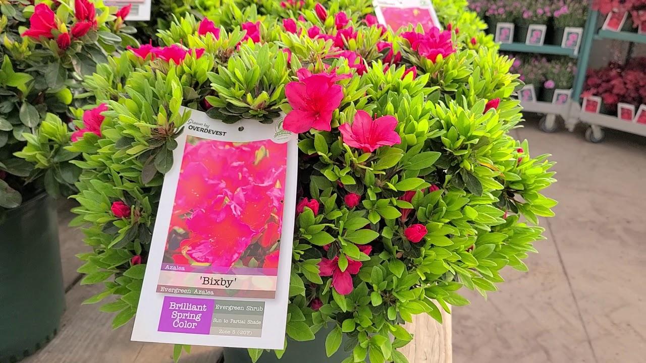 Azalea Bixby - View 9 from www redcrocus com