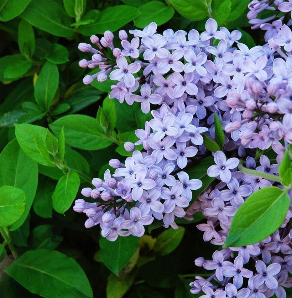 Syringa Vulgaris President Lincoln - View 12 from www redcrocus com