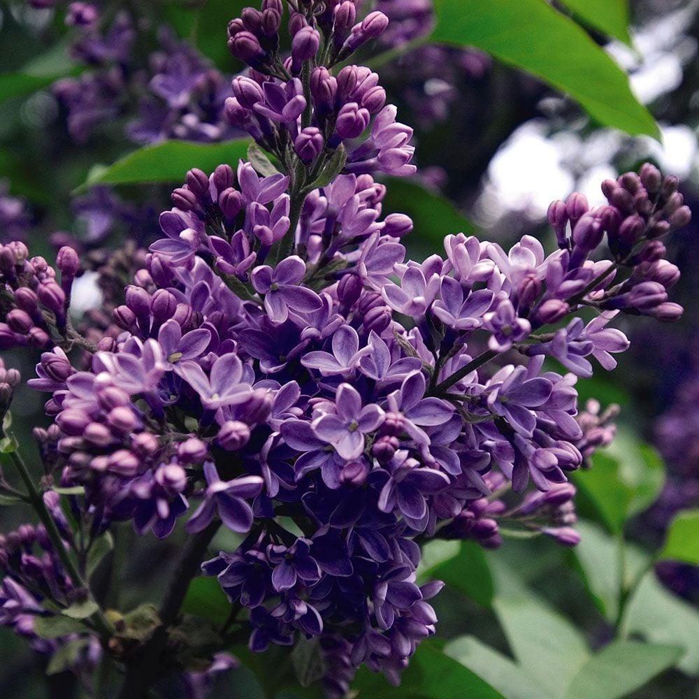 Syringa Vulgaris President Lincoln - View 2 from www redcrocus com