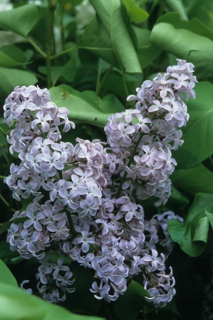 Syringa Vulgaris President Lincoln - View 3 from www redcrocus com