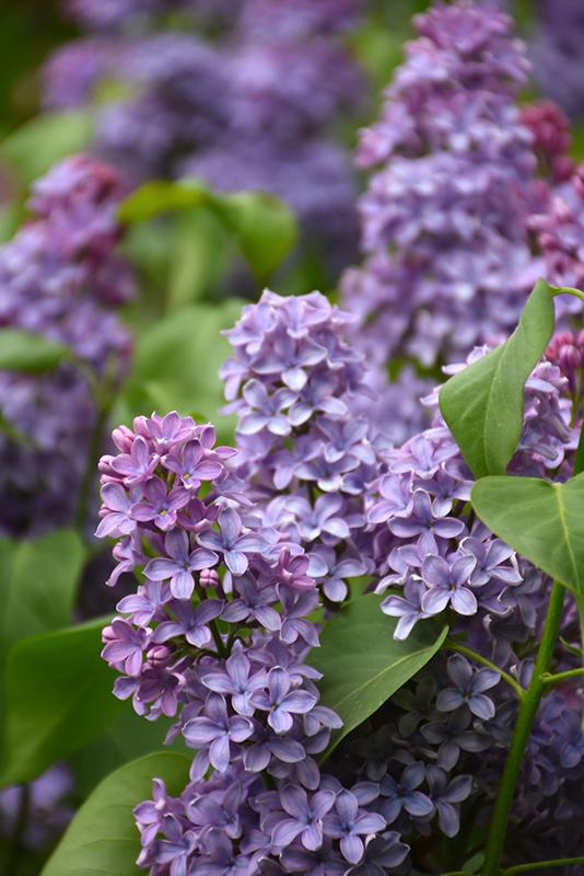 Syringa Vulgaris President Lincoln - View 6 from www redcrocus com