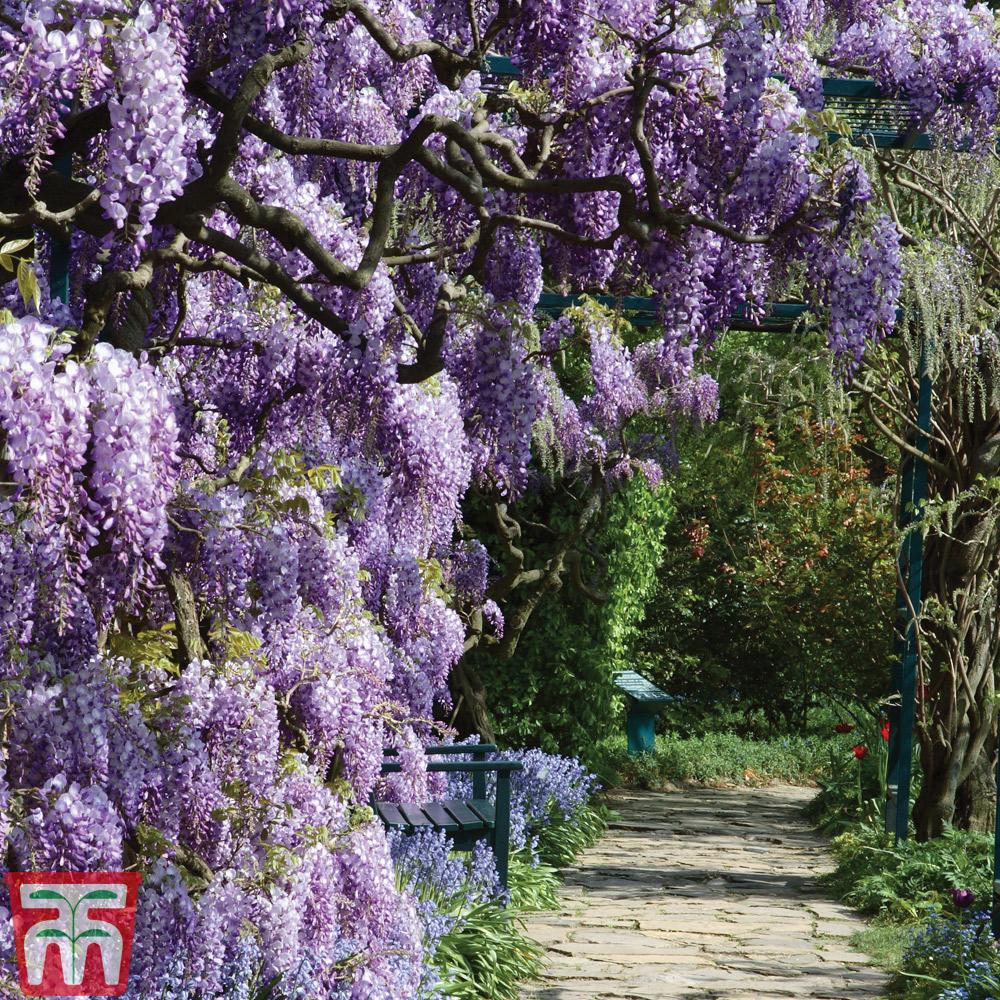 Wisteria Frutescens Amethyst Falls Staked - View 10 from www redcrocus com