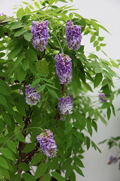 Wisteria Frutescens Amethyst Falls Staked - View 11 from www redcrocus com