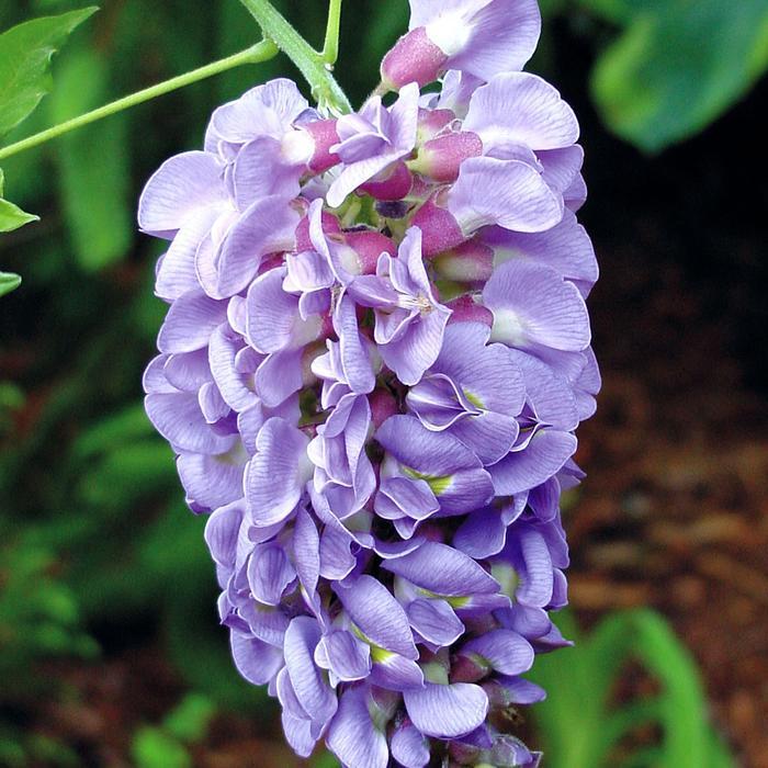 Wisteria Frutescens Amethyst Falls Staked - View 20 from www redcrocus com