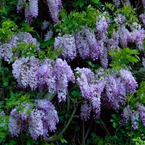 Wisteria Frutescens Amethyst Falls Staked - View 3 from www redcrocus com
