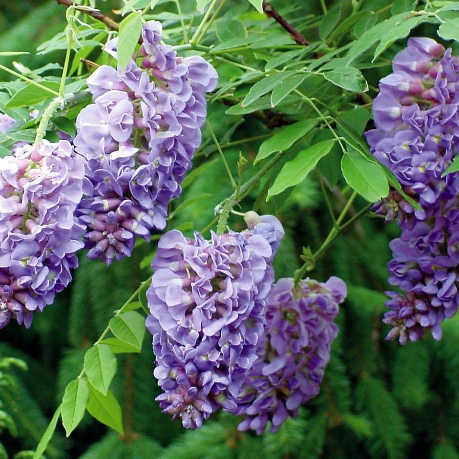 Wisteria Frutescens Amethyst Falls Staked - View 4 from www redcrocus com