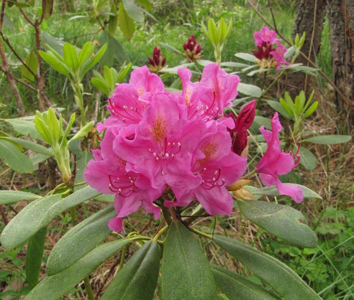 Rhododendron Laetivirens - View 11 from www redcrocus com