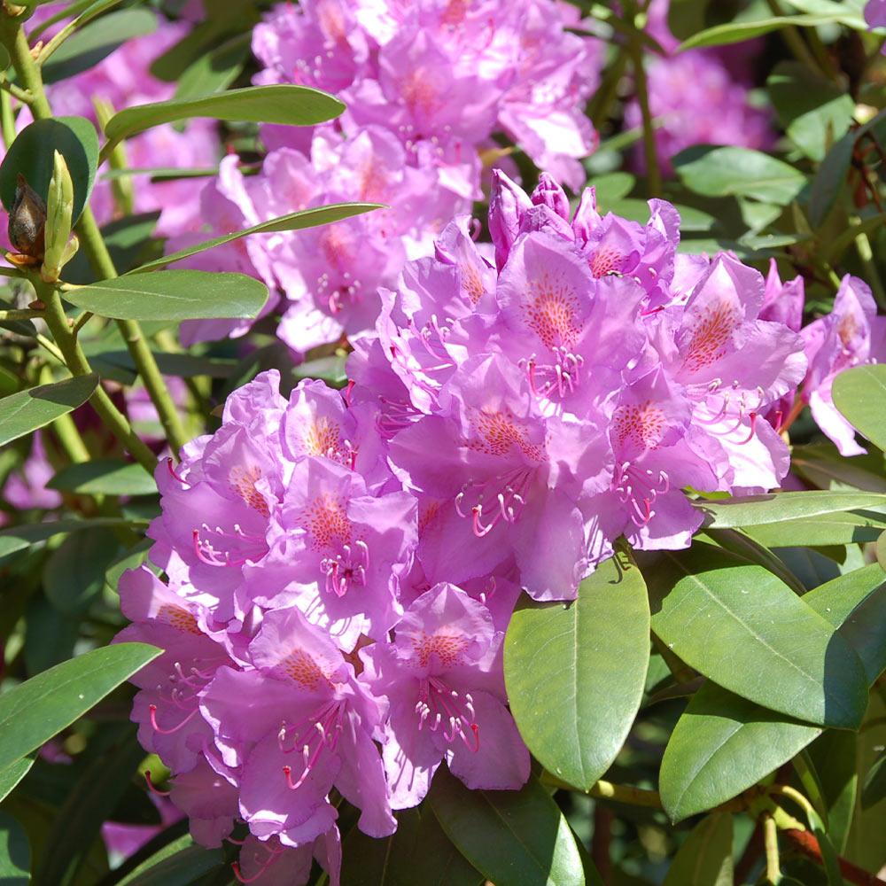 Rhododendron Laetivirens - View 12 from www redcrocus com