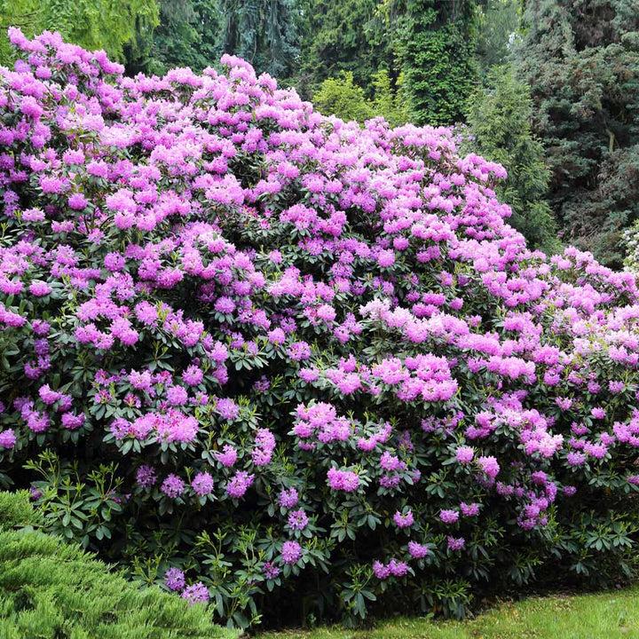 Rhododendron Laetivirens - View 13 from www redcrocus com