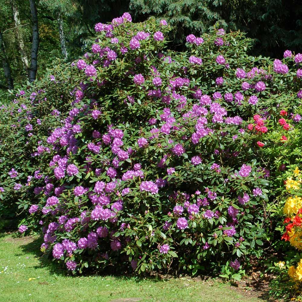 Rhododendron Laetivirens - View 14 from www redcrocus com