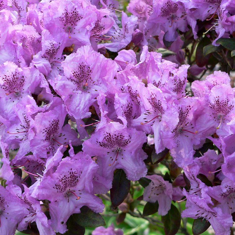 Rhododendron Laetivirens - View 15 from www redcrocus com