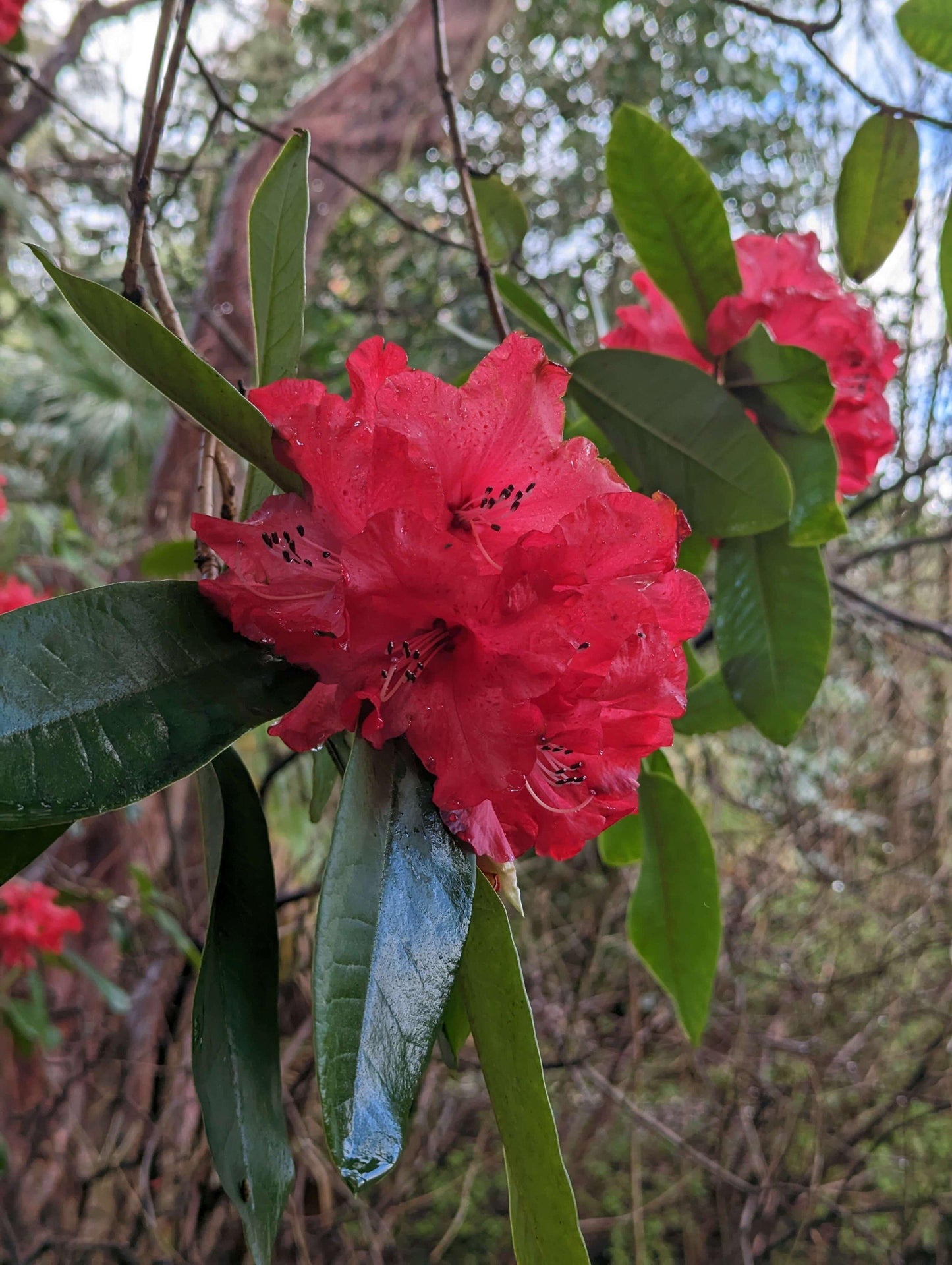 Rhododendron Laetivirens - View 16 from www redcrocus com