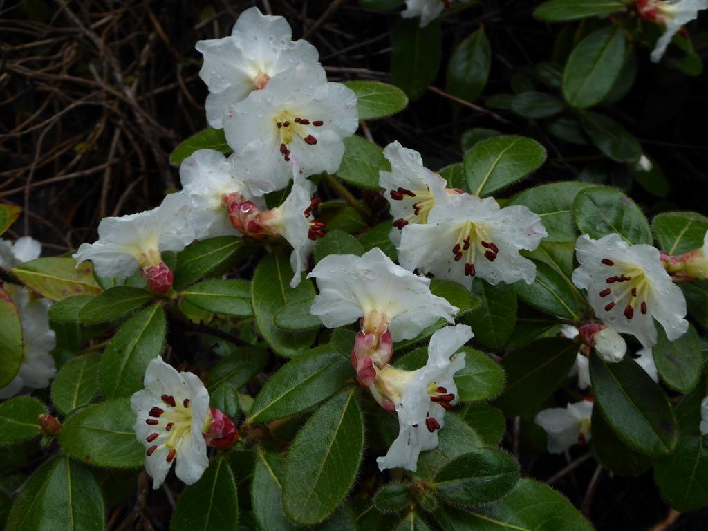 Rhododendron Laetivirens - View 17 from www redcrocus com