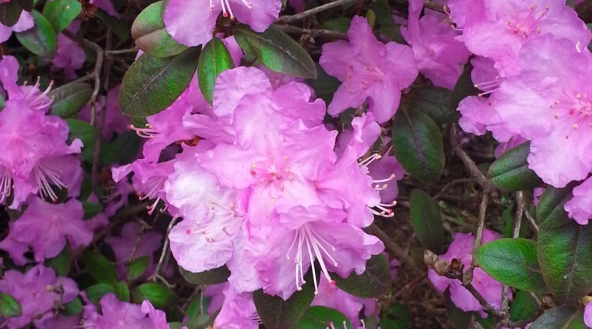 Rhododendron Laetivirens - View 19 from www redcrocus com