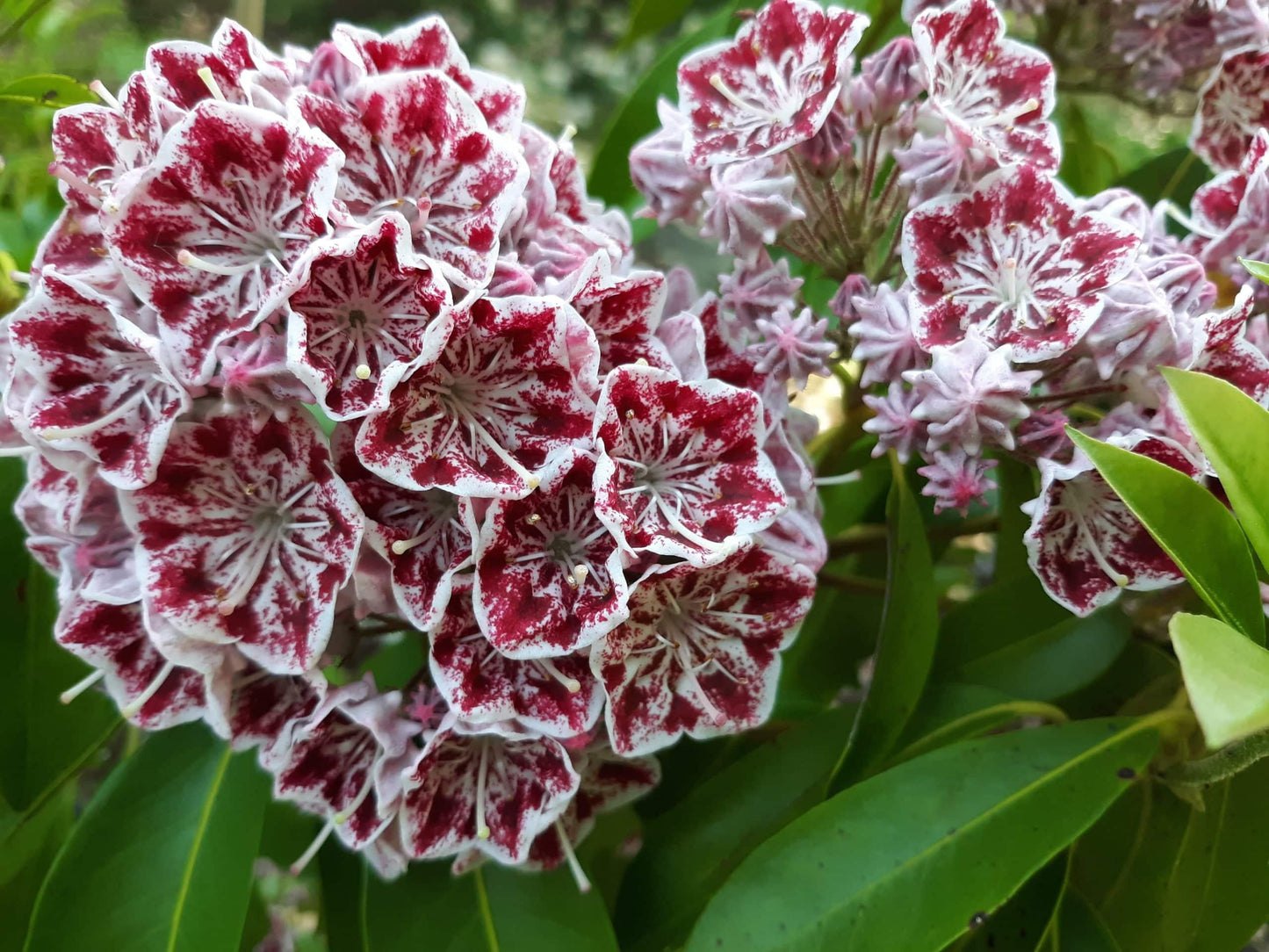 Rhododendron Laetivirens - View 20 from www redcrocus com