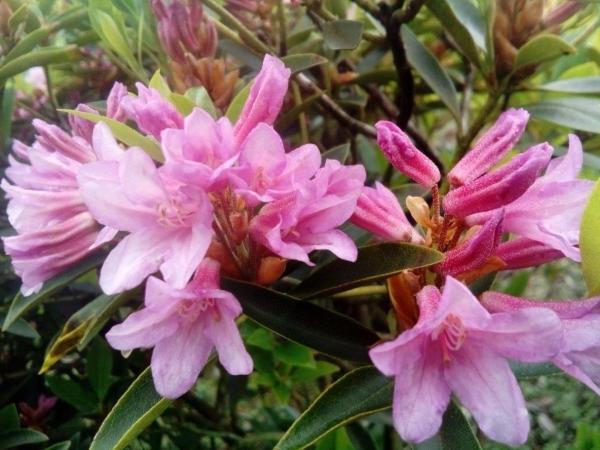 Rhododendron Laetivirens - View 2 from www redcrocus com