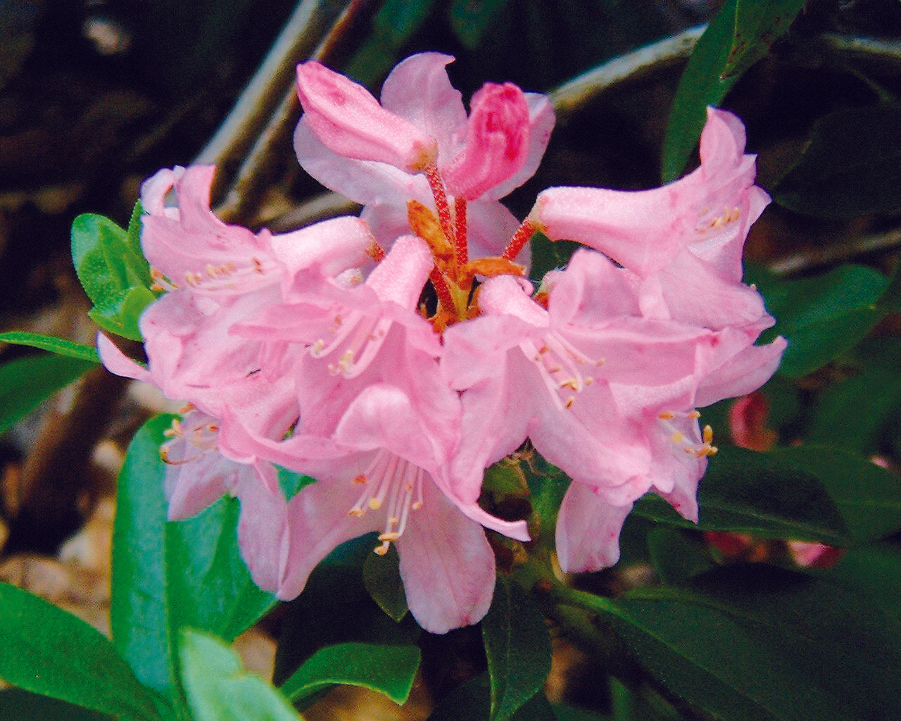 Rhododendron Laetivirens - View 3 from www redcrocus com