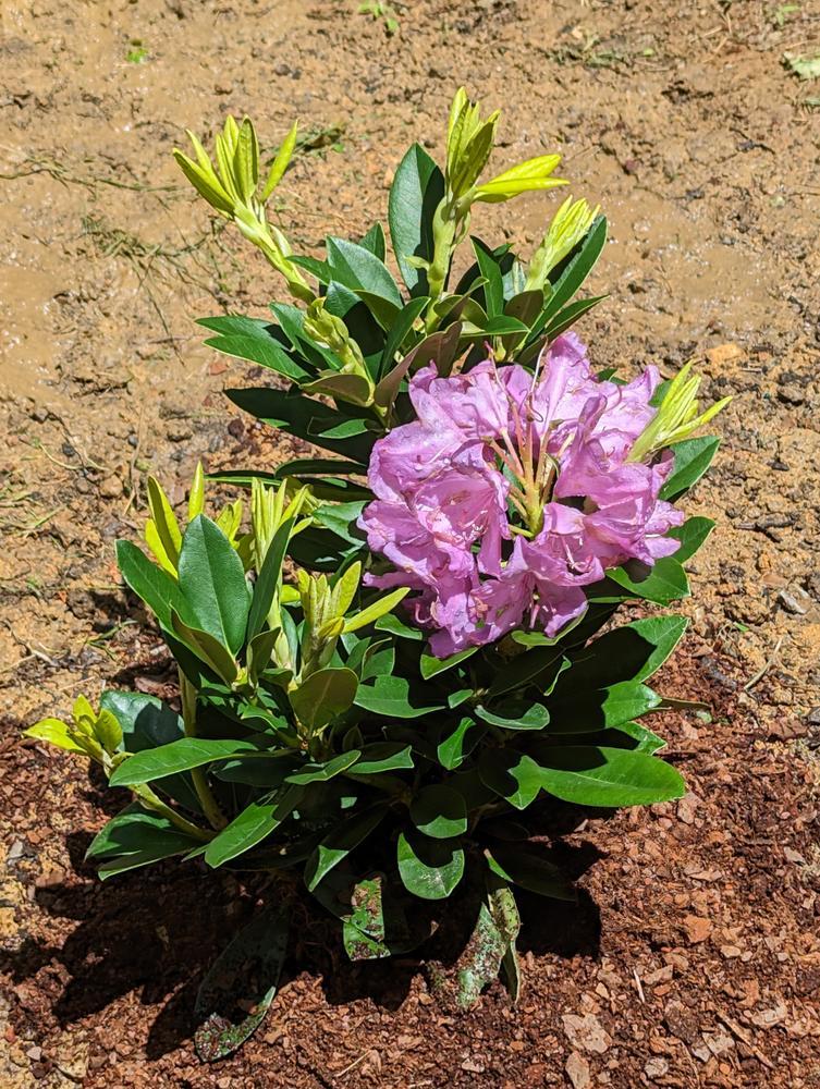 Rhododendron Laetivirens - View 7 from www redcrocus com
