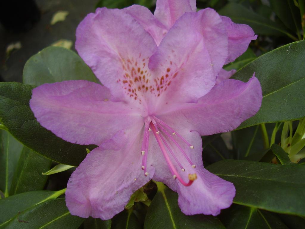 Rhododendron Laetivirens - View 9 from www redcrocus com