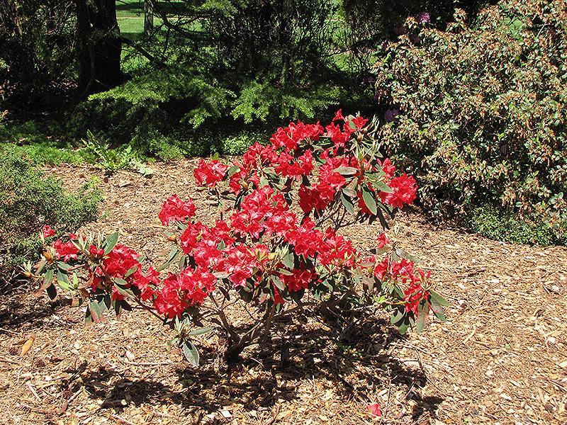 Rhododendron Vulcan - View 11 from www redcrocus com