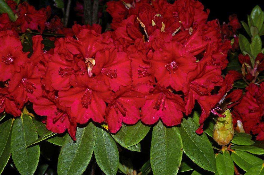 Rhododendron Vulcan - View 12 from www redcrocus com