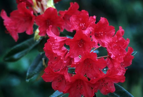 Rhododendron Vulcan - View 13 from www redcrocus com