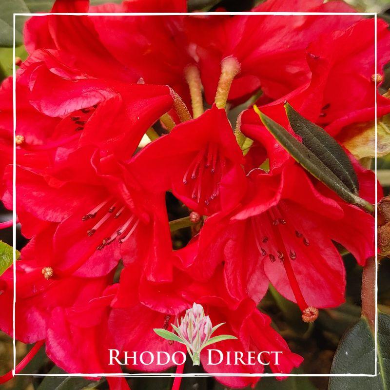 Rhododendron Vulcan - View 17 from www redcrocus com