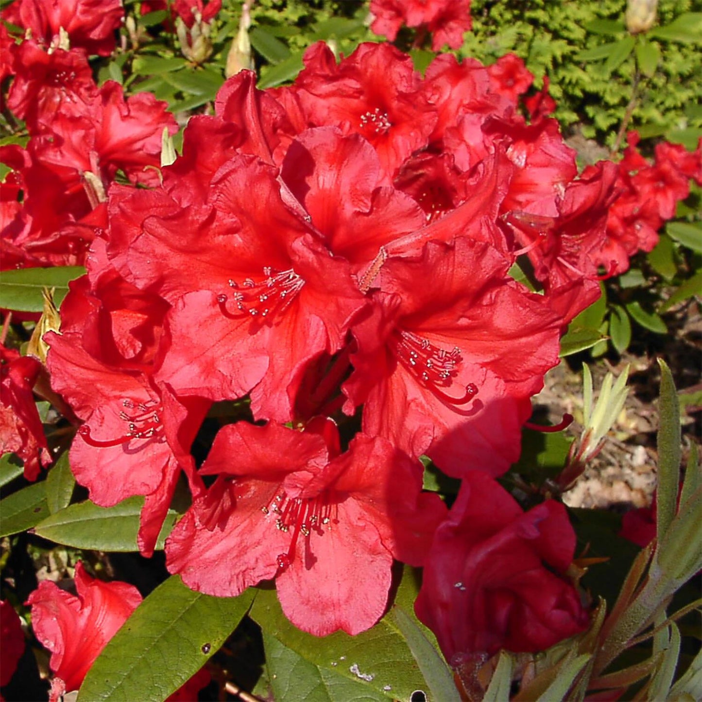 Rhododendron Vulcan - View 2 from www redcrocus com