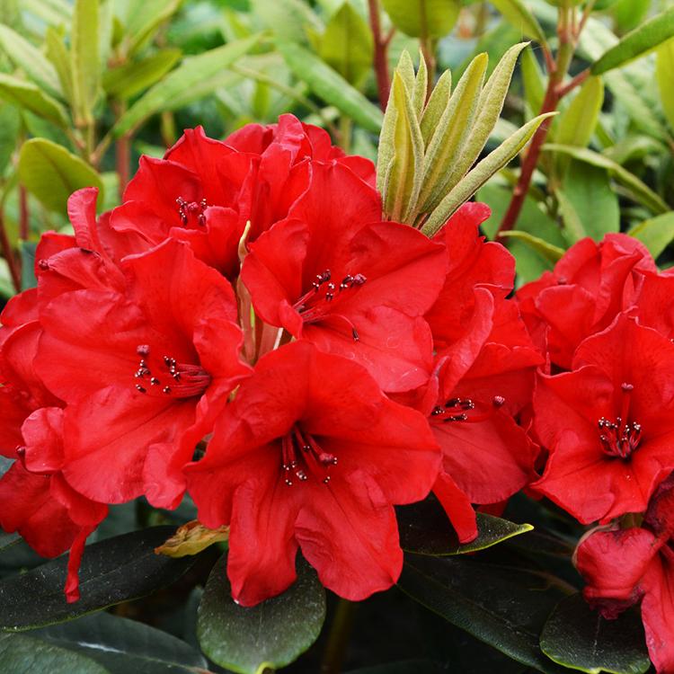 Rhododendron Vulcan - View 3 from www redcrocus com