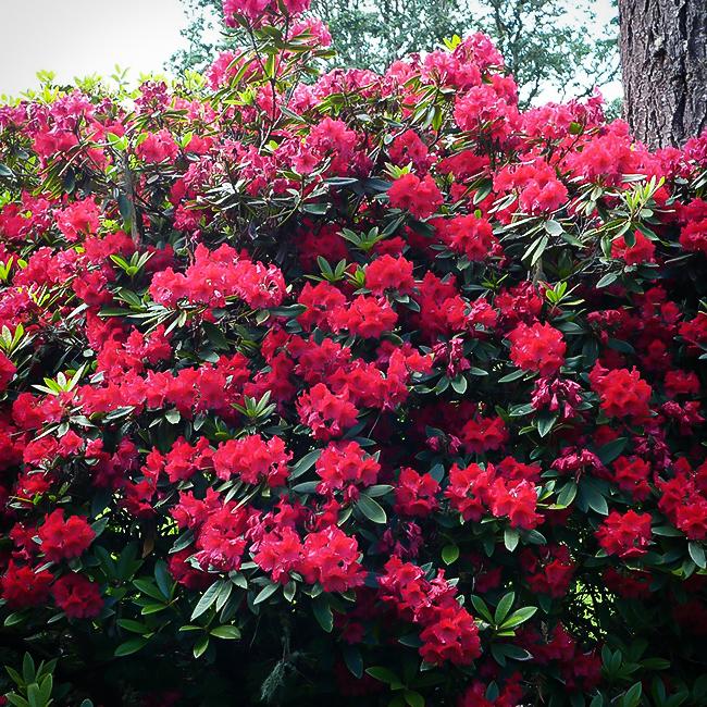 Rhododendron Vulcan - View 4 from www redcrocus com