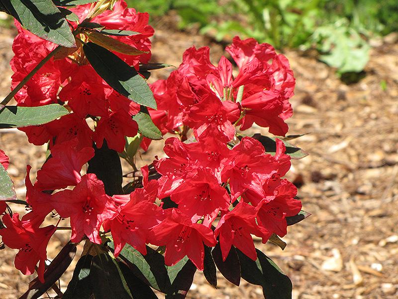 Rhododendron Vulcan - View 6 from www redcrocus com