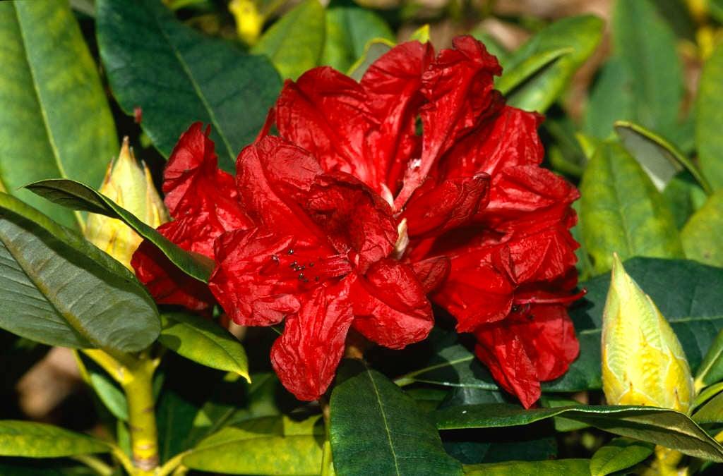 Rhododendron Vulcan - View 9 from www redcrocus com