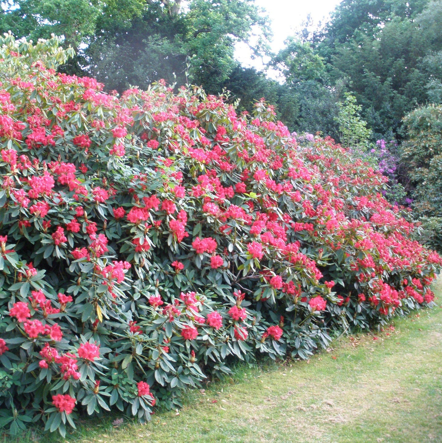 Rhododendron 'vulcan' - View 10 from www redcrocus com