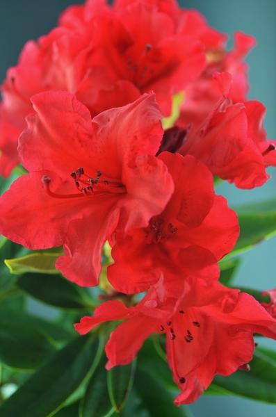 Rhododendron 'vulcan' - View 11 from www redcrocus com