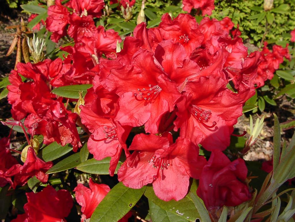 Rhododendron 'vulcan' - View 12 from www redcrocus com