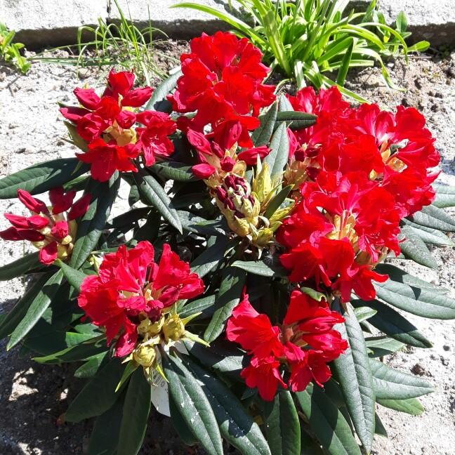 Rhododendron 'vulcan' - View 13 from www redcrocus com