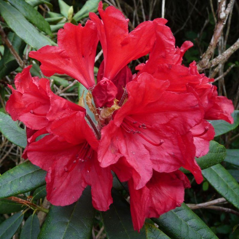 Rhododendron 'vulcan' - View 16 from www redcrocus com