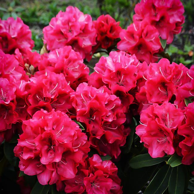 Rhododendron 'vulcan' - View 17 from www redcrocus com