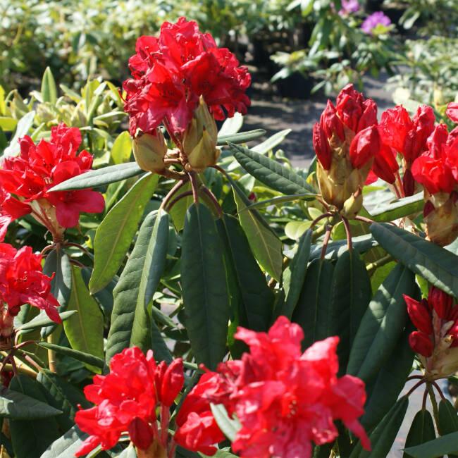 Rhododendron 'vulcan' - View 19 from www redcrocus com