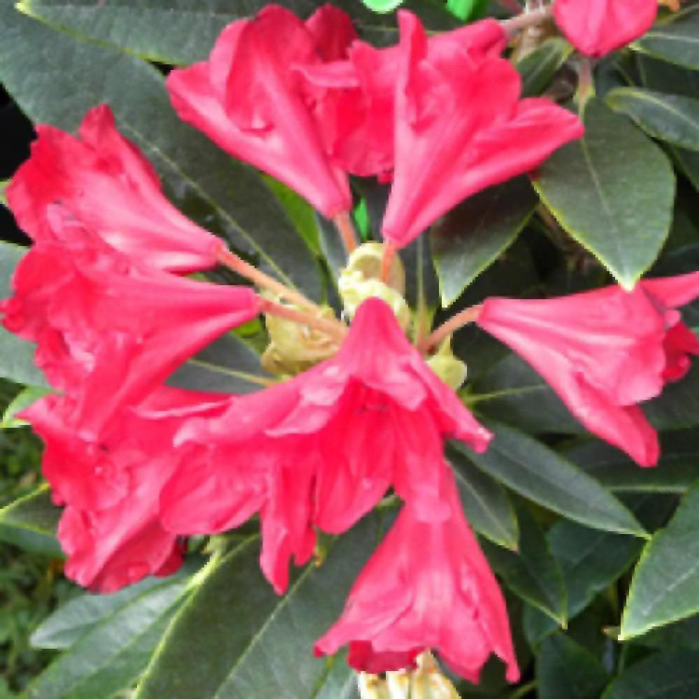 Rhododendron 'vulcan' - View 5 from www redcrocus com