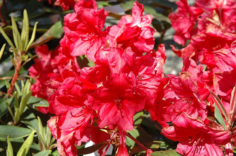 Rhododendron 'vulcan' - View 8 from www redcrocus com