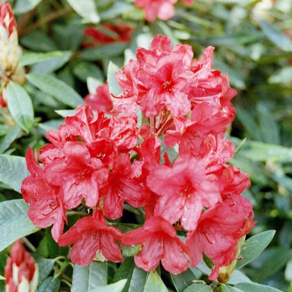 Rhododendron 'vulcan' - View 9 from www redcrocus com