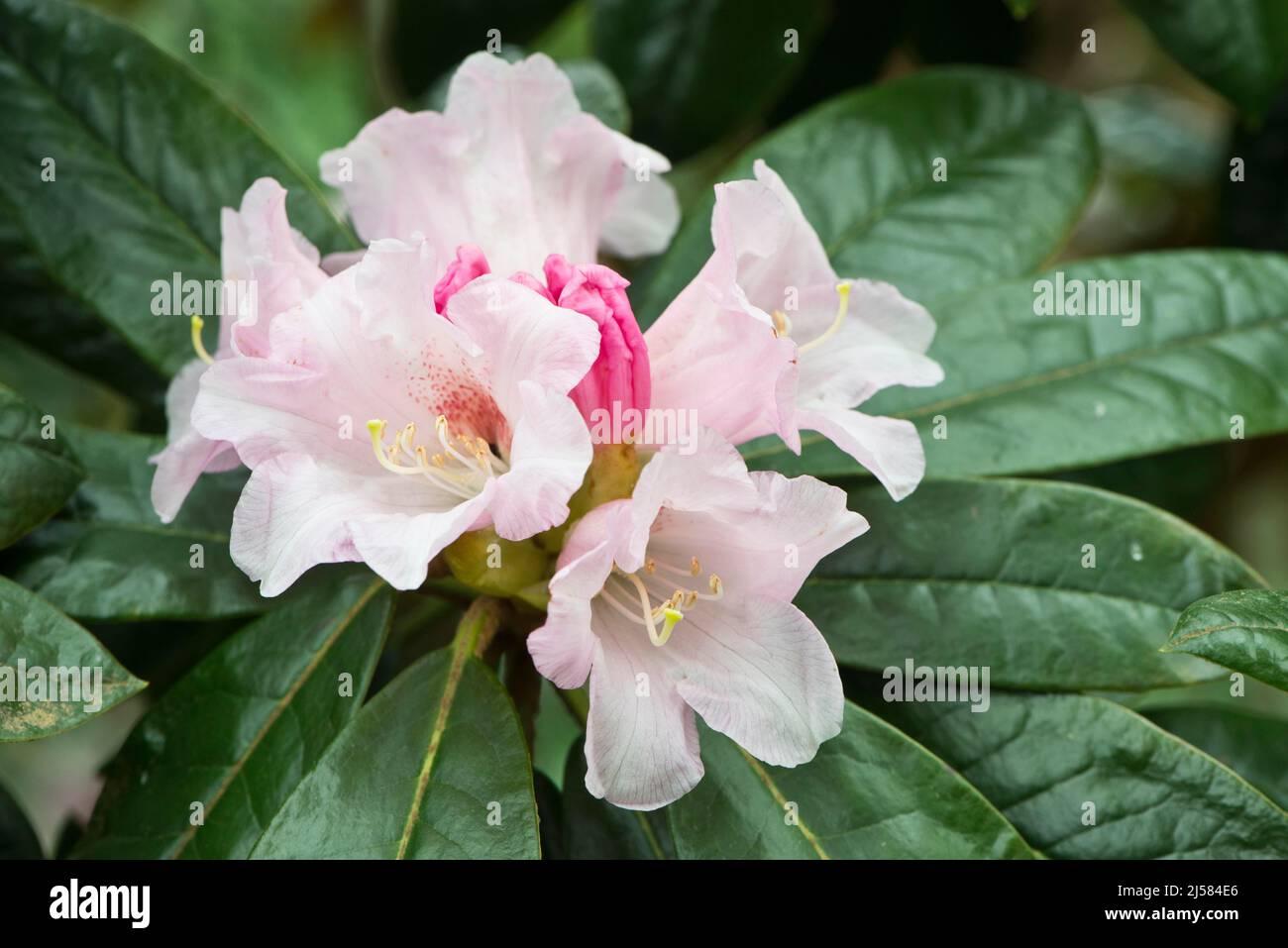 Rhododendron Teddy Bear - View 8 from www redcrocus com