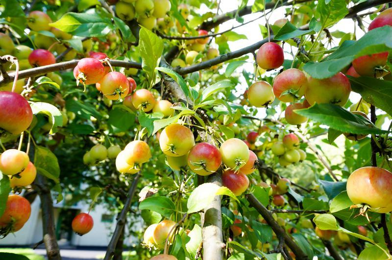 Malus Dolgo - View 13 from www redcrocus com
