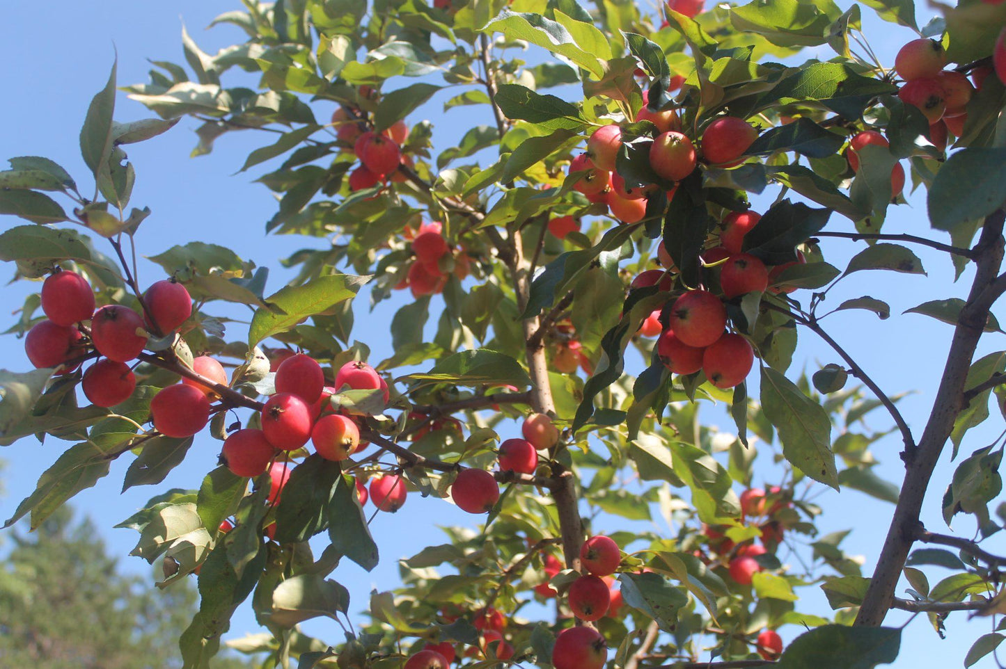 Malus Dolgo - View 15 from www redcrocus com