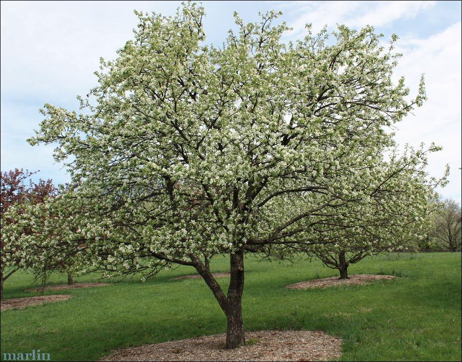 Malus Dolgo - View 3 from www redcrocus com