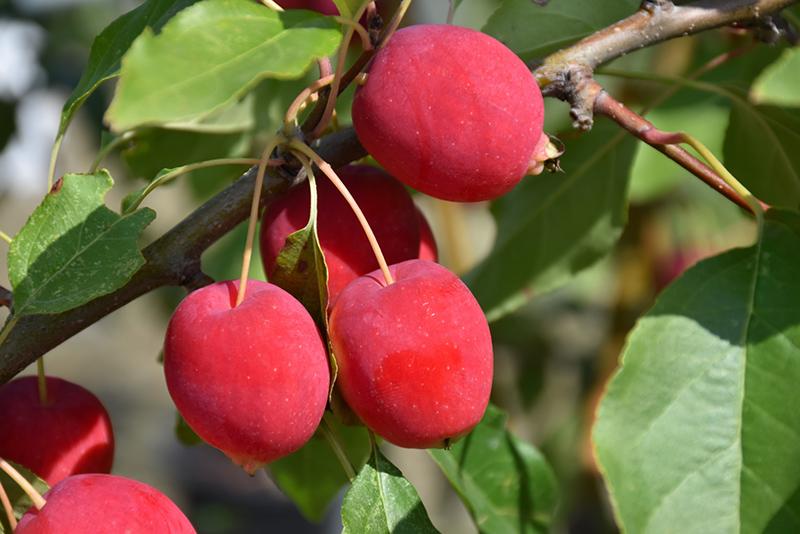 Malus Dolgo - View 5 from www redcrocus com